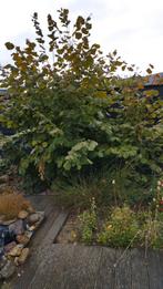 Notenboom, Ophalen, Volle zon, Overige soorten, 100 tot 250 cm