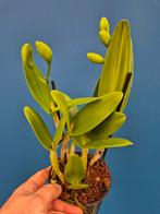 Orchidee Cattleya Caleidoscoop p12 (2), Huis en Inrichting, Kamerplanten, Ophalen of Verzenden, Halfschaduw, Minder dan 100 cm