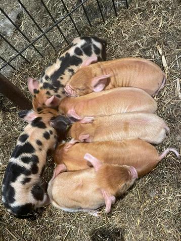Aangeboden Kune Kune biggen biggetjes  beschikbaar voor biedingen