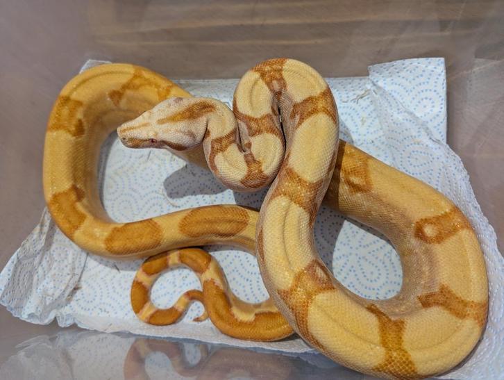 Boa Constrictor - Sunglow Sharp Albino