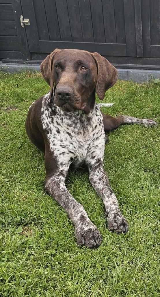 Duitse staande korthaar dekreu, Dieren en Toebehoren, Honden | Dekreuen, Reu, Particulier, Eén hond, Nederland, 3 tot 5 jaar, CDV (hondenziekte)
