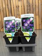 Tuinplanten, Vaste plant, Halfschaduw, Zomer, Ophalen