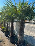 Trachycarpus fortunei palmen, Ophalen, Volle zon