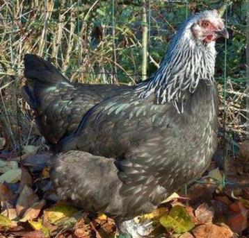 Marans, 3 hennen + 1 haan, zie beschrijving beschikbaar voor biedingen