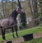 Bloedmooie, raszuivere PSL merrie!!, Dieren en Toebehoren, Merrie, Gechipt, Dressuurpaard, 7 tot 10 jaar