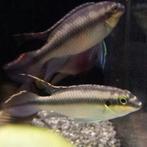 Pelvicachromis pulcher, Dieren en Toebehoren, Vissen | Aquariumvissen