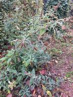Vlinderstruik stekjes - Gebloeid, Volle zon, Vaste plant, Zomer, Ophalen