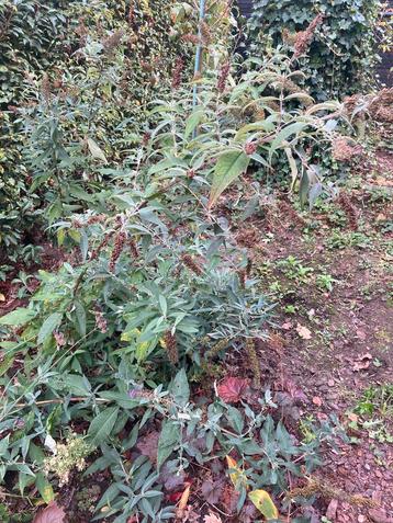 Vlinderstruik stekjes - Gebloeid beschikbaar voor biedingen