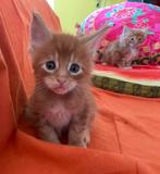 Rode Maine Coons – lieve mini-leeuwtjes zoeken een thuis!, Meerdere dieren, 0 tot 2 jaar