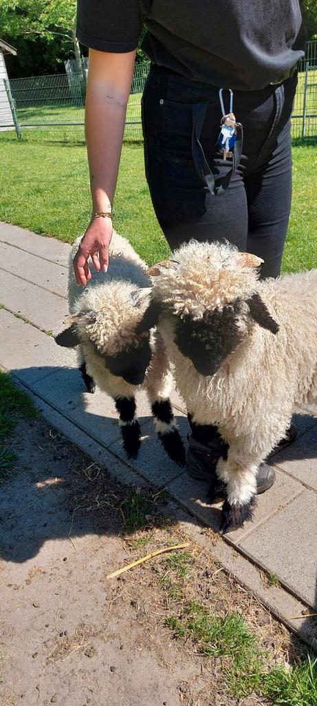 Walliser swarznase  lammeren ., Dieren en Toebehoren, Schapen, Geiten en Varkens, Schaap, Meerdere dieren, 0 tot 2 jaar