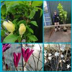 Magnolia’s te koop – super mooie prijs!, Ophalen of Verzenden, Lente, 100 tot 250 cm, Volle zon
