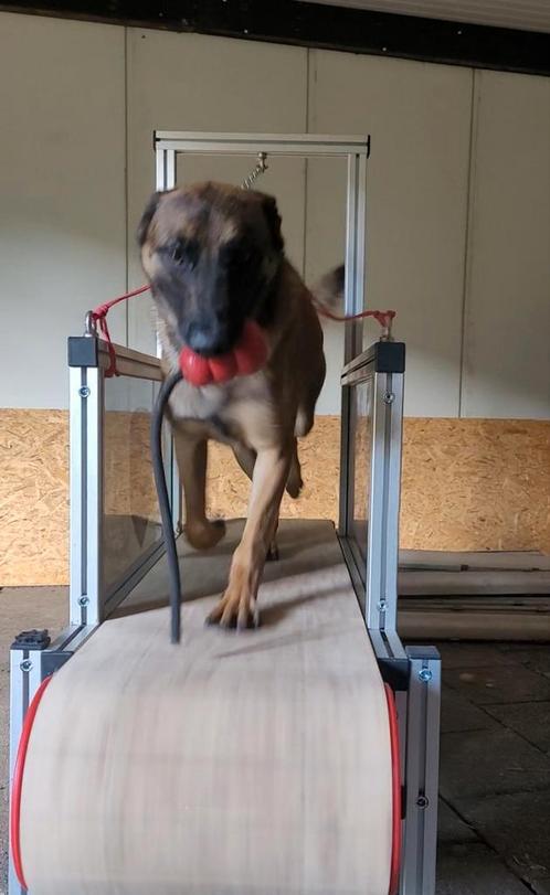 Mechelse herder reu., Dieren en Toebehoren, Honden | Herdershonden en Veedrijvers, Reu, Herder, Particulier, Eén hond, België
