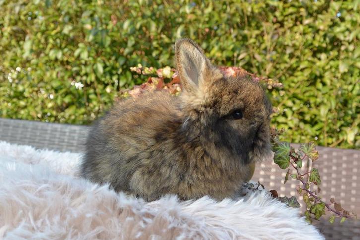 Agouti VC full face engels angora voedstertje, Dieren en Toebehoren, Konijnen, Middelgroot, Vrouwelijk, 0 tot 2 jaar