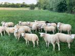 Stamboek swifter dekrammen, Dieren en Toebehoren, Schapen, Geiten en Varkens, Mannelijk, Schaap, 0 tot 2 jaar