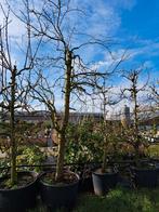 Oude laagstam pruim, prunus victoria pruimenboom, Tuin en Terras, Planten | Fruitbomen, Pruimenboom, Lente, Halfschaduw, 250 tot 400 cm