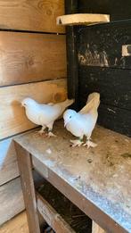 Takla duiven, Dieren en Toebehoren, Vogels | Duiven, Meerdere dieren
