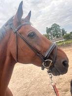 ZGAN rondgenaaid hoofdstel maat full zwart lak, Ophalen of Verzenden, Zo goed als nieuw, Dressuur