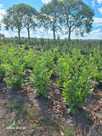 Prunus laurocerasus rotundifolia, laurier tot 100 cm beschikbaar voor biedingen