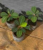 Madagascar jewel/euphorbia leuconeura plantjes, Ophalen of Verzenden, Overige soorten, Minder dan 100 cm