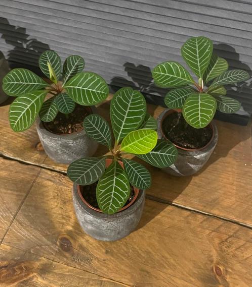 Madagascar jewel/euphorbia leuconeura plantjes, Huis en Inrichting, Kamerplanten, Overige soorten, Minder dan 100 cm, Ophalen of Verzenden