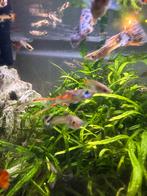 Guppen te koop: blue, yellow, red cobra. Vanaf 20 ct, Dieren en Toebehoren, Vissen | Aquariumvissen, Vis