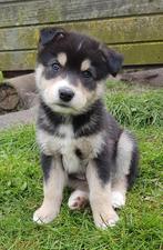 Pomsky x Australian shepherd pups !, Dieren en Toebehoren, Honden | Poolhonden, Keeshonden en Oertypen, Meerdere, 8 tot 15 weken