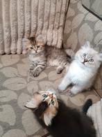 Kitten Ragdoll x british long hair, Meerdere dieren, 0 tot 2 jaar