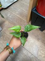 Alocasia calcullata baby plantje, Ophalen of Verzenden, Overige soorten, Minder dan 100 cm