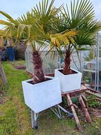 Twee mooie palmbomen met pot, Tuin en Terras, Ophalen, Palmboom