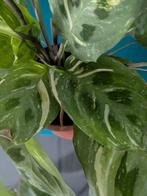 Marantha Kerchoveana variegata, Ophalen of Verzenden, Overige soorten, Minder dan 100 cm