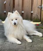 Pomsky dekreu (niet te koop), Dieren en Toebehoren, Reu, 1 tot 2 jaar, Eén hond, Nederland
