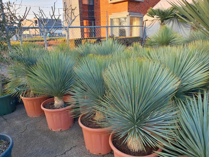 Yucca Rostrata - 65L Pot - Nu in de aanbieding!, Tuin en Terras, Planten | Tuinplanten, Ophalen