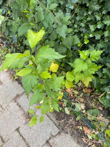 Hibiscus planten stuiken boompjes kleur paars beschikbaar voor biedingen