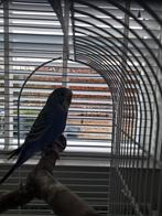 Blauw grasparkiet handtam, Mannelijk, Parkiet