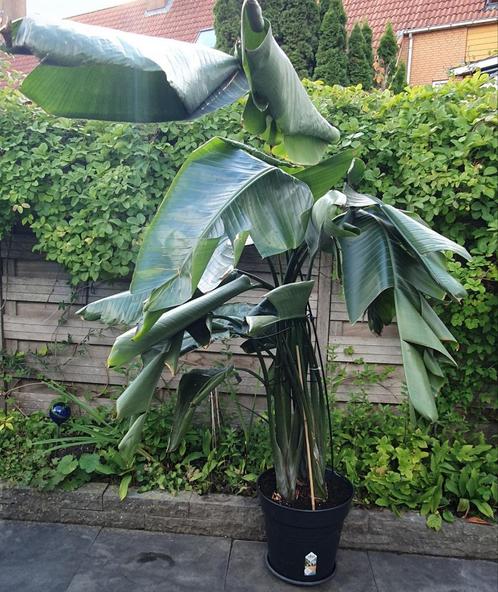 Prachtig volle Bananenplant,3 stammen,1.75 m inclusief pot., Huis en Inrichting, Kamerplanten, Minder dan 100 cm, Halfschaduw