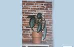 Planten incl. pot (Ficus apart), Overige soorten, In pot, Minder dan 100 cm, Groene kamerplant