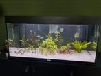 Juwel Rio 180L inc toebehoren, Dieren en Toebehoren, Vissen | Aquaria en Toebehoren, Ophalen, Gebruikt, Gevuld zoetwateraquarium