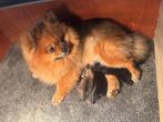 Prachtige en lieve Pomeriaan pups, Overige rassen, 8 tot 15 weken, Meerdere, Meerdere dieren