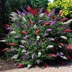 Gratis Planten en struiken gezocht voor schoolplein, Tuin en Terras, Kruiden, Ophalen of Verzenden