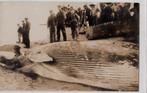veere fotokaart gestrande potvis 1926 met veel kijkers, Verzamelen, Ophalen of Verzenden, 1920 tot 1940, Gelopen, Zeeland