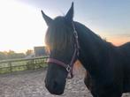 Te koop: aansprekende 3 jarige Fries/ Friese ruin., Dieren en Toebehoren, Paarden, Ruin, 3 tot 6 jaar