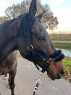Mooie ierse volbloed ruin, Dieren en Toebehoren, Paarden, Met stamboom, Ruin, Niet van toepassing, 11 jaar of ouder