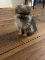Pomeriaan pups pomeriaan, Dieren en Toebehoren, Honden | Poolhonden, Keeshonden en Oertypen, Particulier, Keeshond, Reu, 8 tot 15 weken