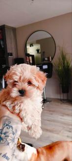 Shih-poo klein blijvend rond de 2 kilo, Dieren en Toebehoren, Honden | Chihuahua's en Gezelschapshonden, Poedel, 8 tot 15 weken