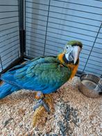 Jonge hybride ara, Dieren en Toebehoren, Vogels | Parkieten en Papegaaien, Geslacht onbekend, Papegaai, Geringd