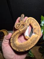 Pinstripe enchi pied het ultramel, Dieren en Toebehoren, Reptielen en Amfibieën, Slang, 0 tot 2 jaar
