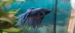Betta splenders, Vis, Zoetwatervis