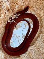 0.1 Oreocryptophis pulchra, 2024, Dieren en Toebehoren, Reptielen en Amfibieën, Hagedis, 0 tot 2 jaar