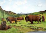 Kudde bizons, Ophalen, Nieuw, Schilderij, 75 tot 100 cm