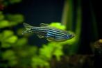 Brachydanio Rerio - Zebra Danio, Dieren en Toebehoren, Vissen | Aquariumvissen, Vis, Zoetwatervis